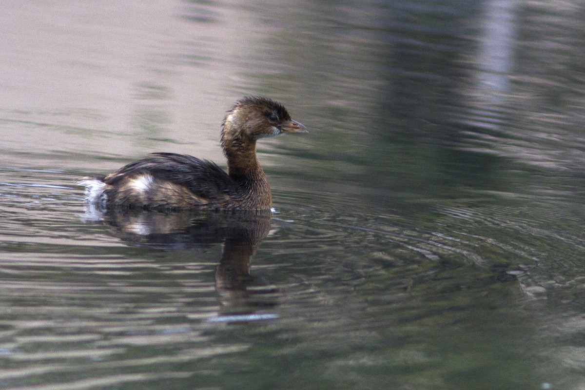 Pied-billed Grebe - ML74961571