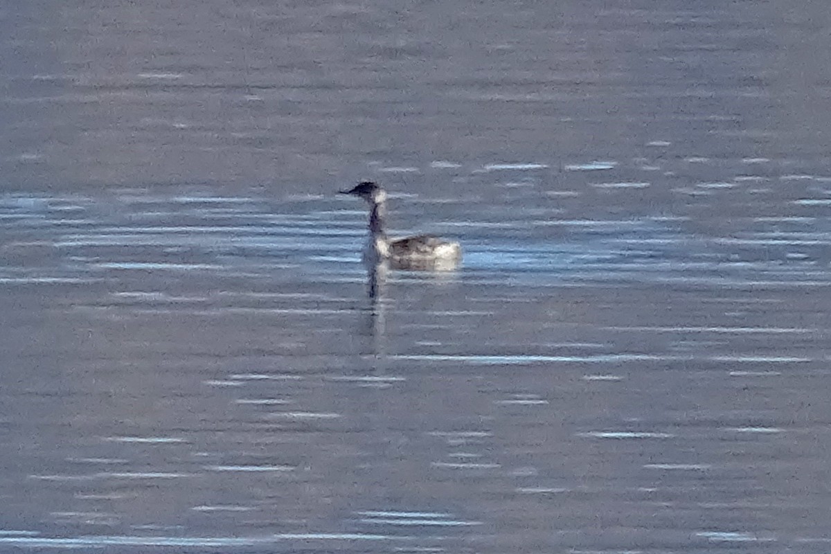 Red-necked Grebe - ML74961581