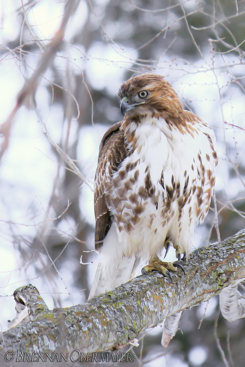 Red-tailed Hawk - ML74961781