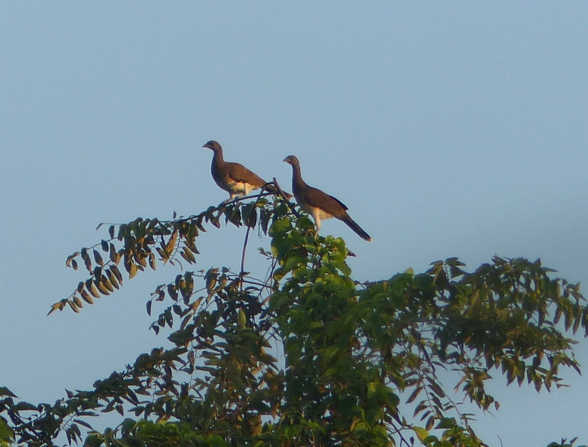 White-bellied Chachalaca - ML74962441