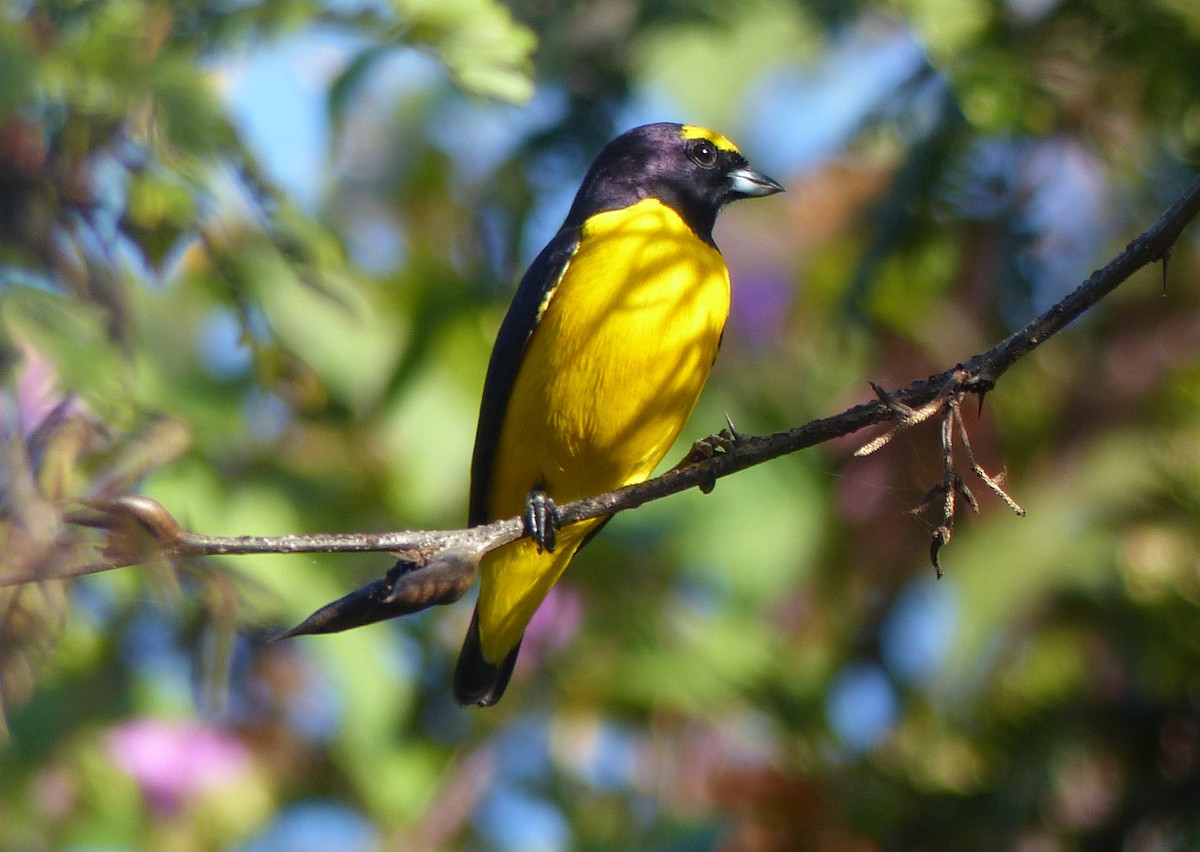 Scrub Euphonia - ML74963231