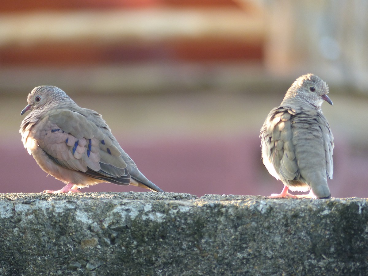 Common Ground Dove - Carolyn Wilcox