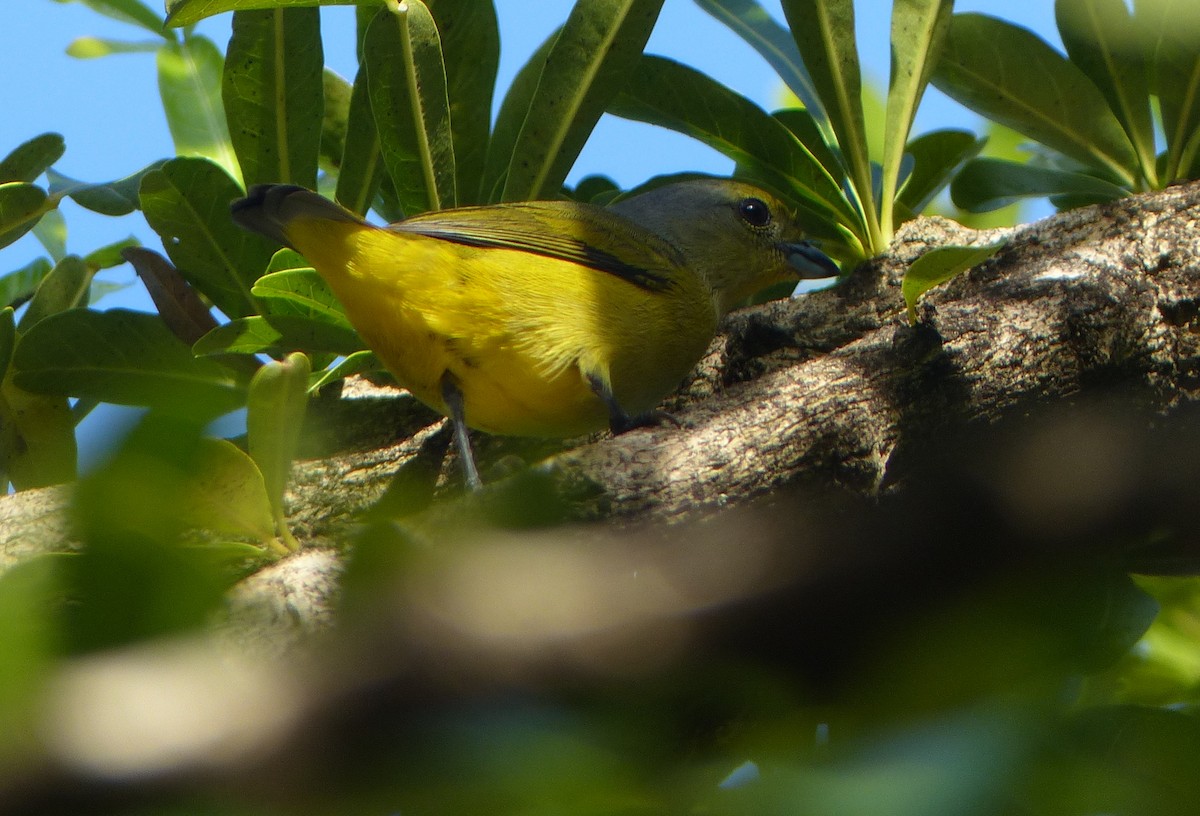 Scrub Euphonia - ML74963381