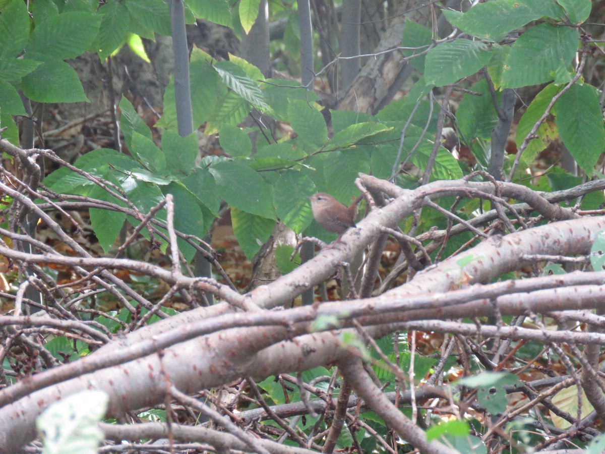 Winter Wren - ML74963411