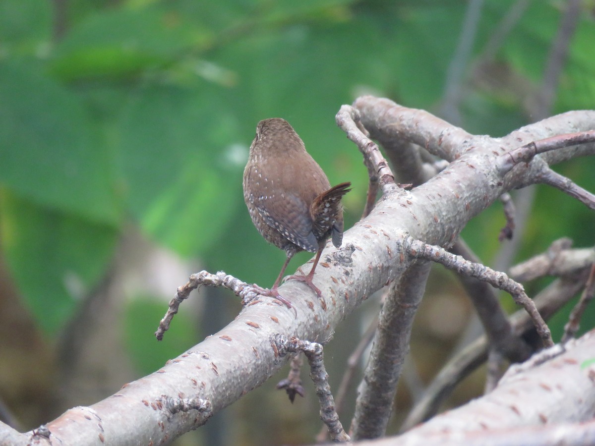 Winter Wren - ML74963421