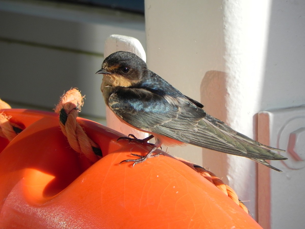 Barn Swallow - Nancy Glickman