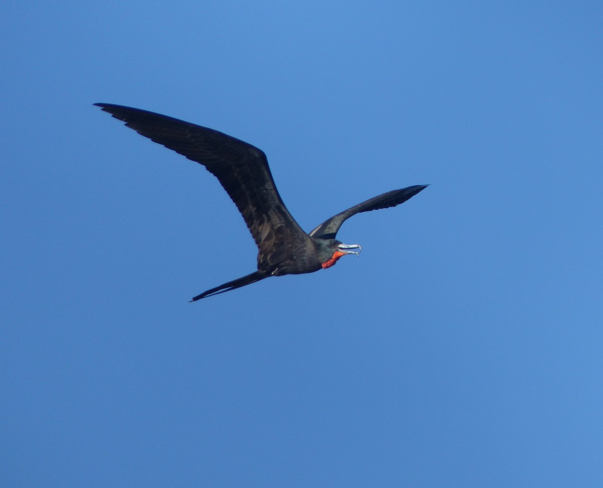 Magnificent Frigatebird - ML74963661