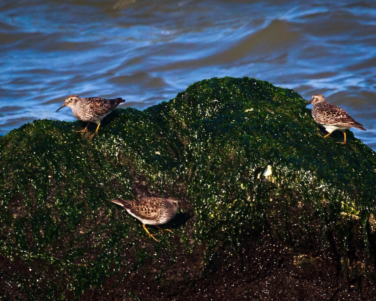 Purple Sandpiper - Ray Steelman