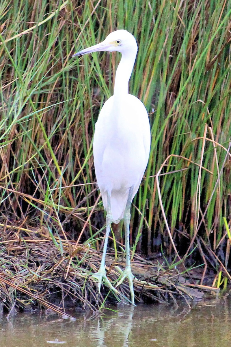 Little Blue Heron - ML74964101