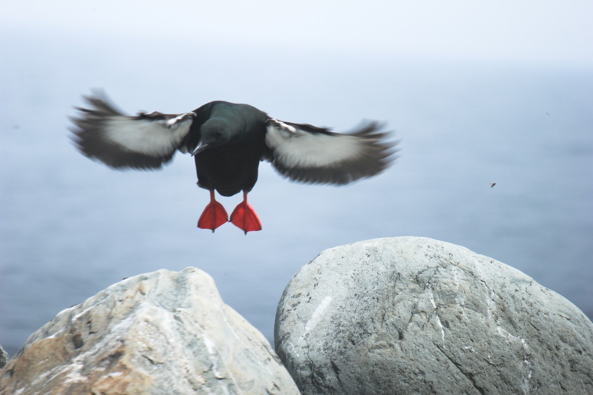 Black Guillemot - ML74964111