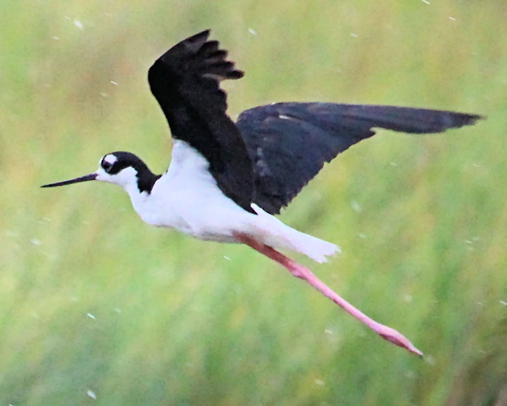 Black-necked Stilt - ML74964321