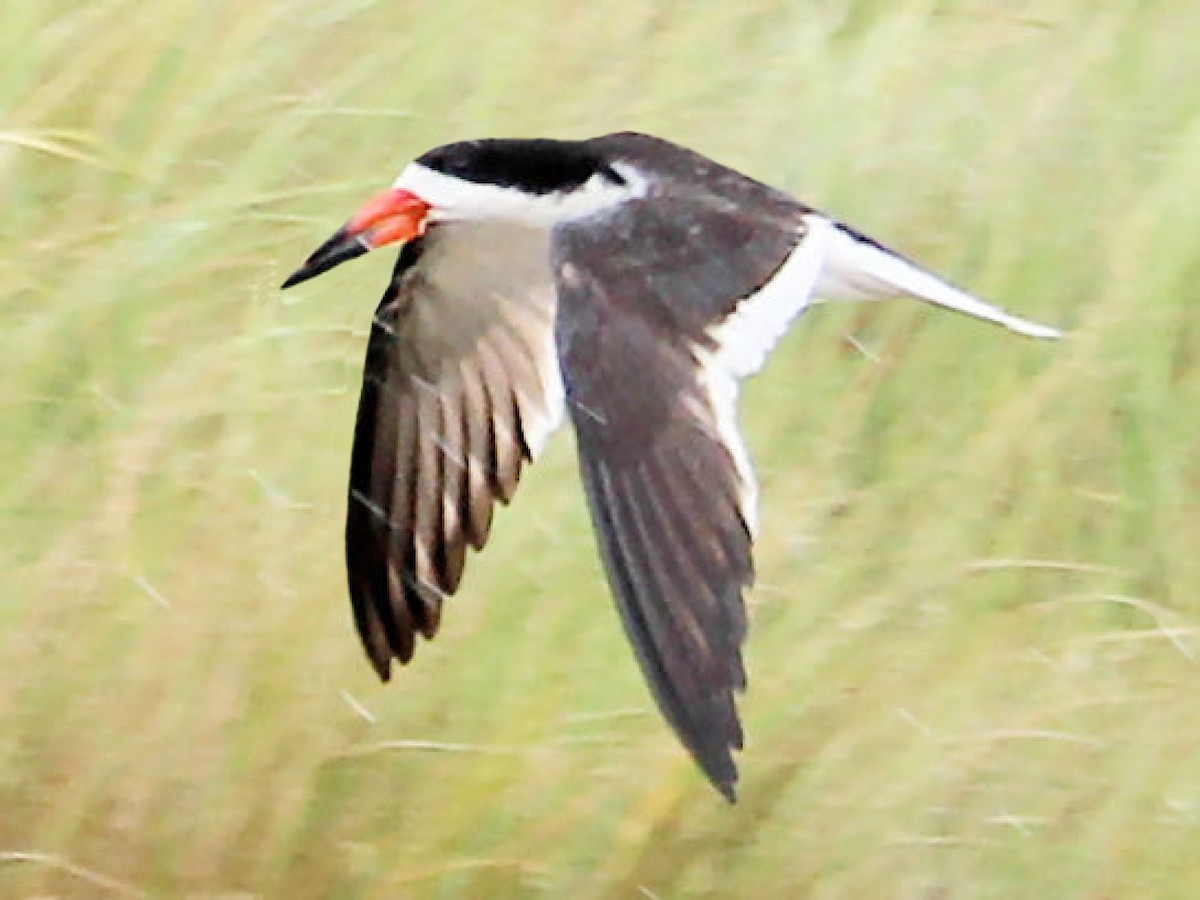 Black Skimmer - ML74964441