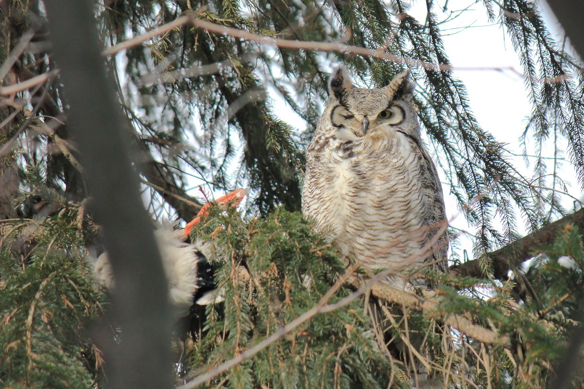 Great Horned Owl - ML74964871