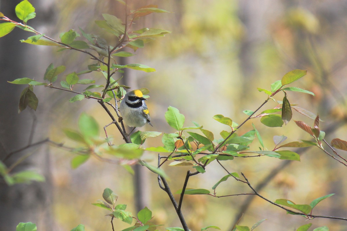 Golden-winged Warbler - Brennan Obermayer