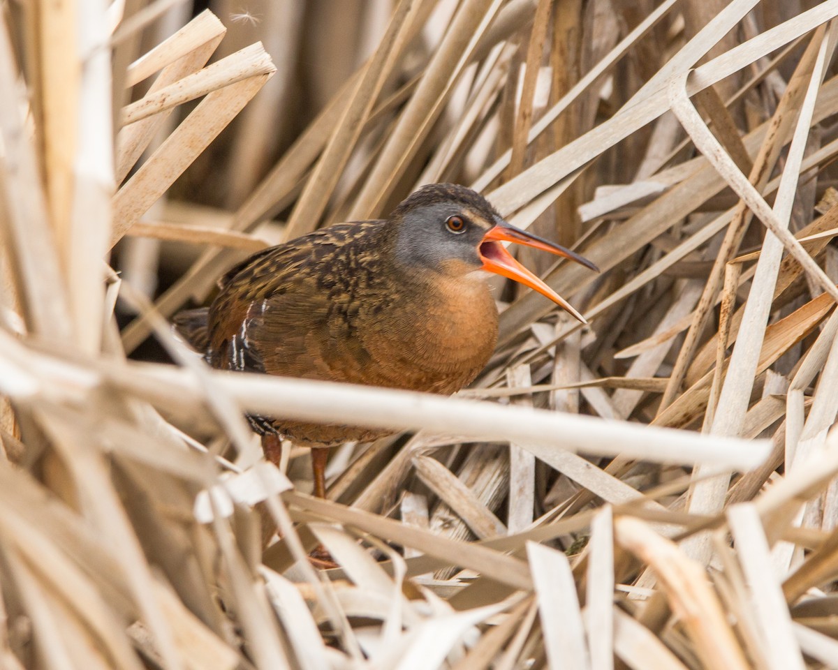 Virginia Rail - ML74965141