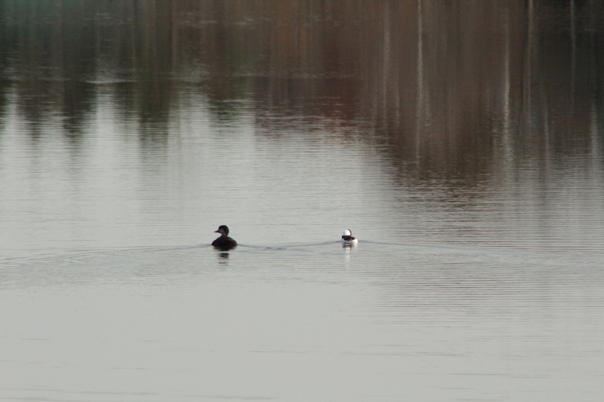 Bufflehead - ML74965881