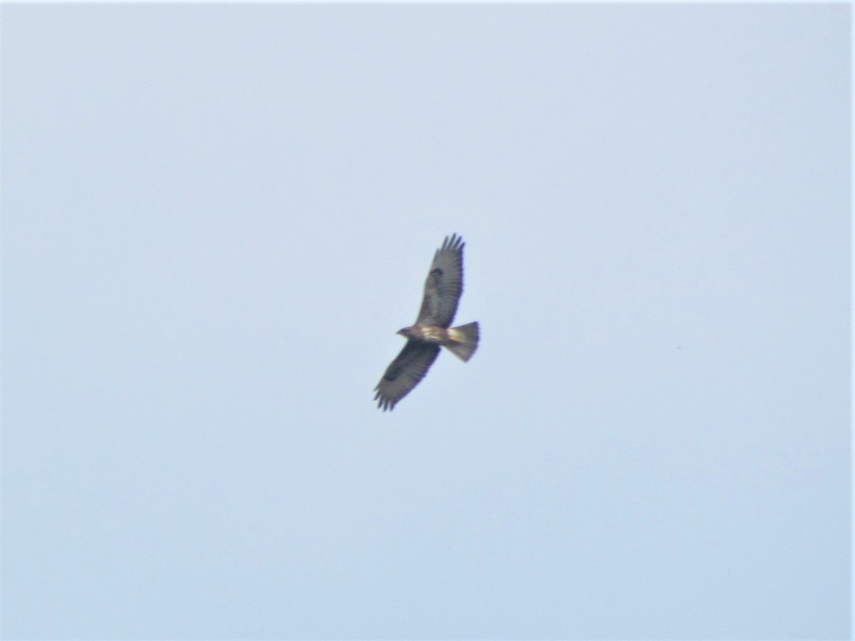 Common Buzzard - ML74966171