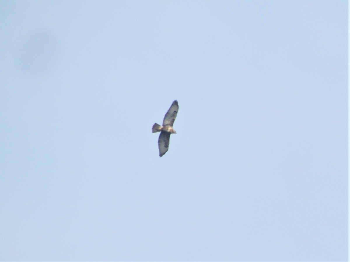 Common Buzzard - ML74966191