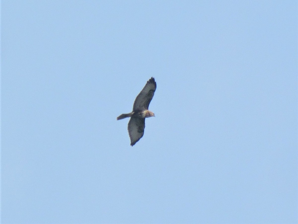 Common Buzzard - ML74966351