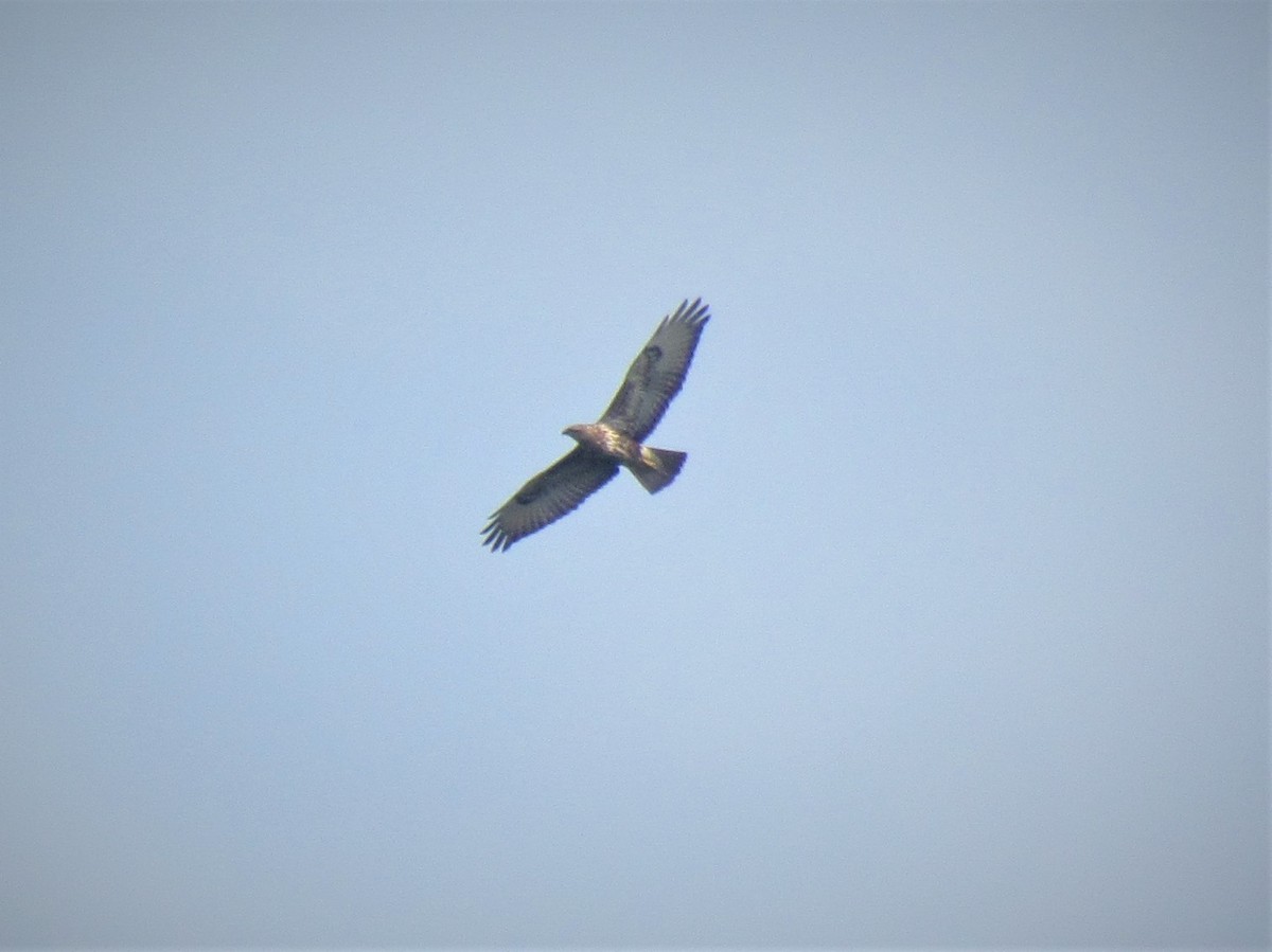 Common Buzzard - ML74966361