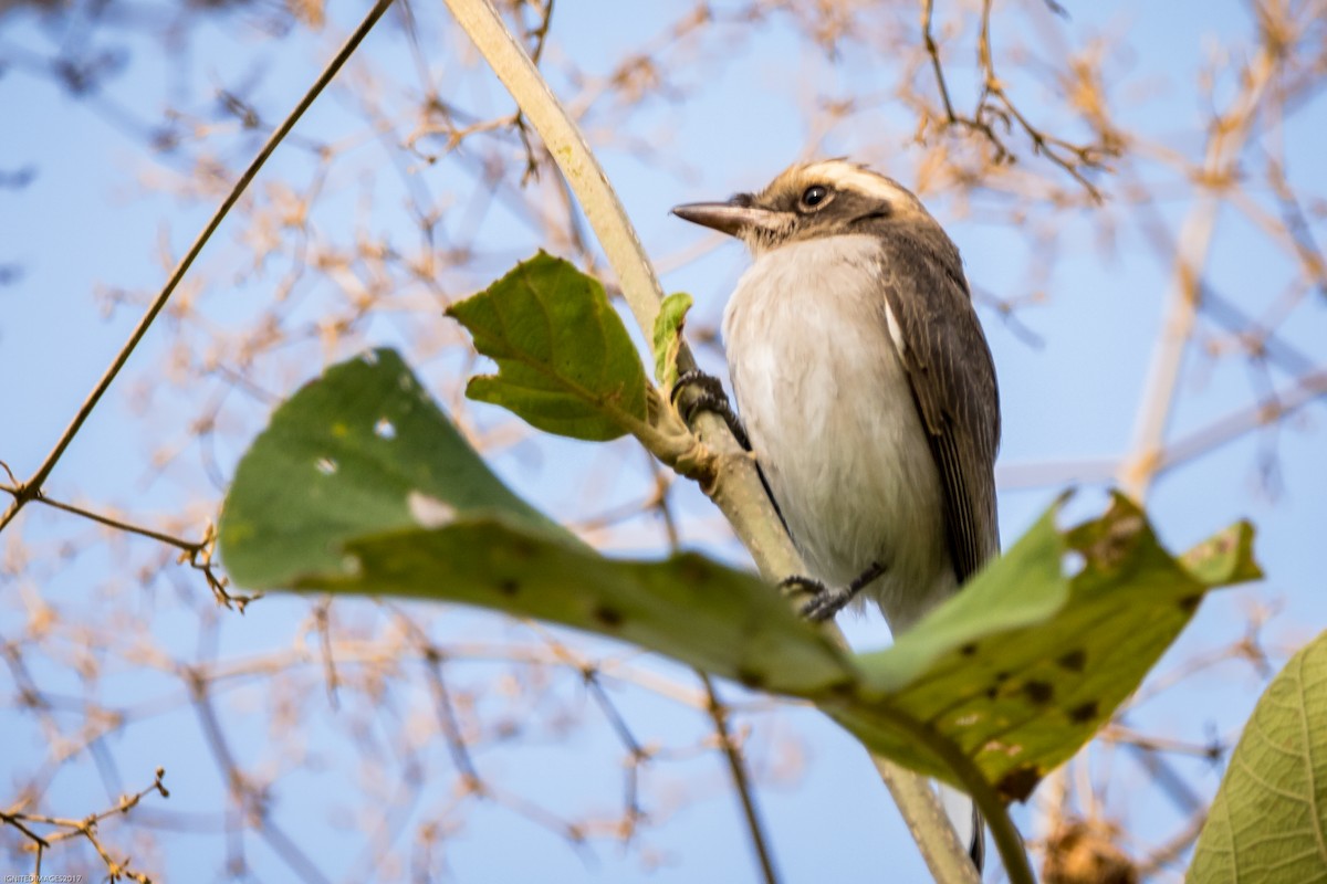 Common Woodshrike - Indranil Bhattacharjee