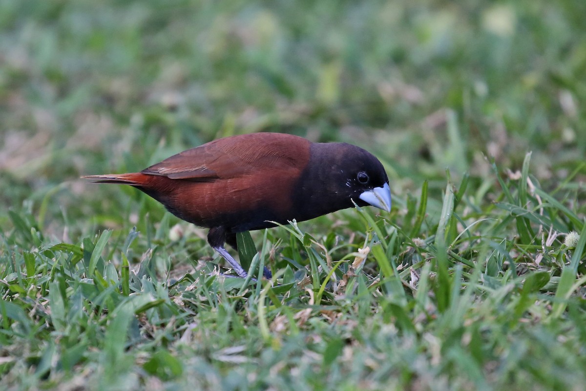 Chestnut Munia - ML74966931