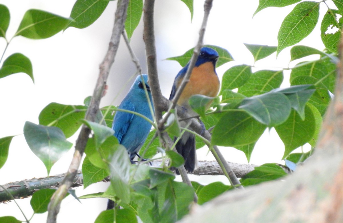 Verditer Flycatcher - ML74967341