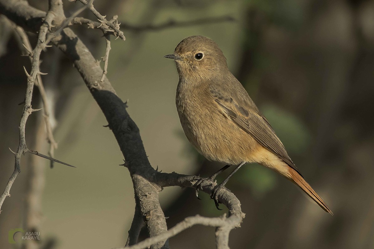 Black Redstart - ML74967501