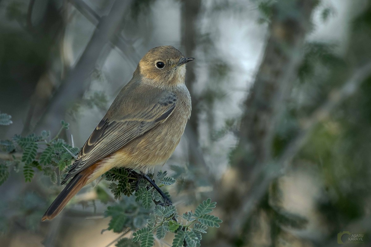 Black Redstart - ML74967511