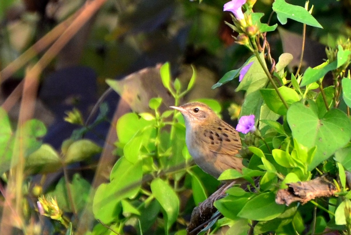 Common Grasshopper Warbler - Satyajit Shinde