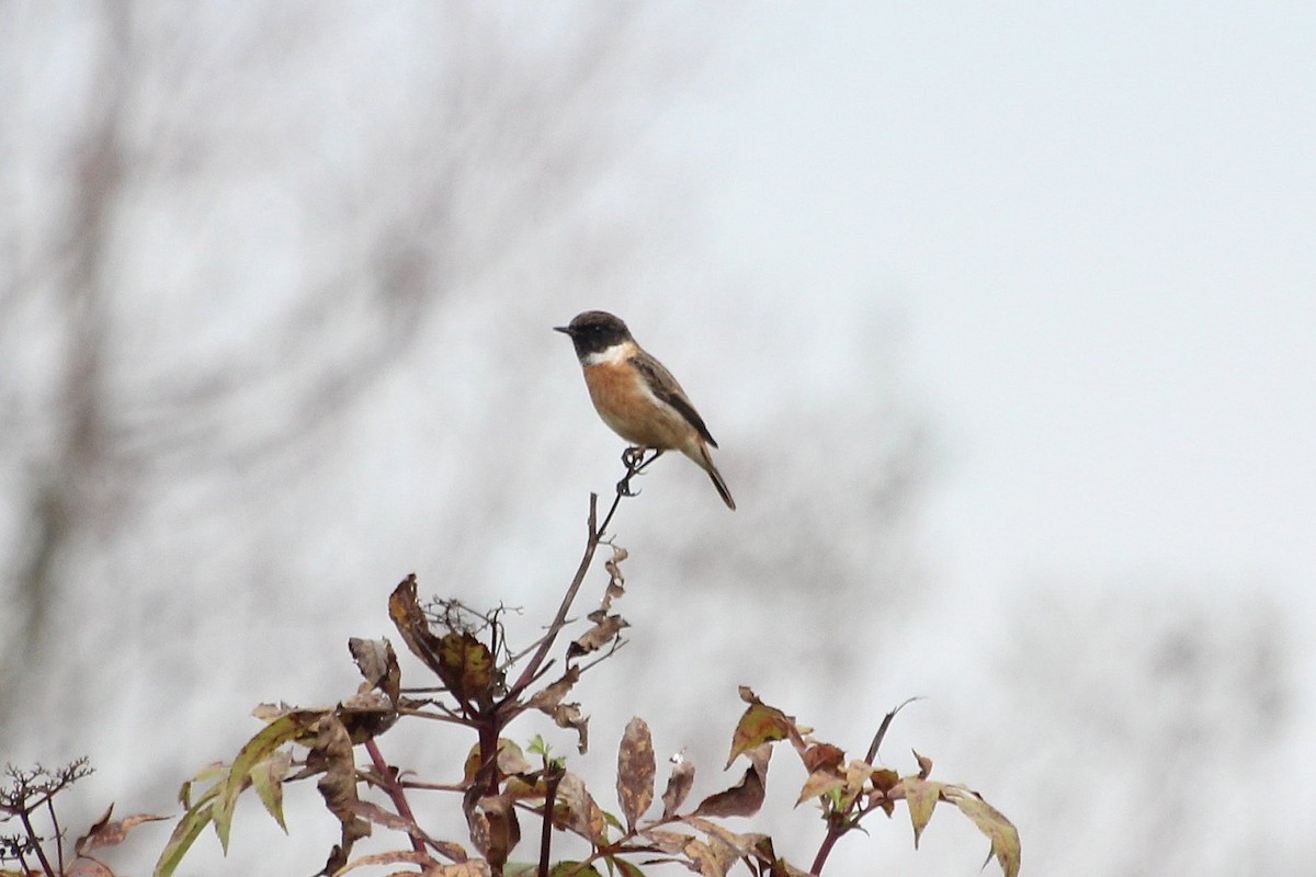 European Stonechat - Salih MALAKCIOGLU