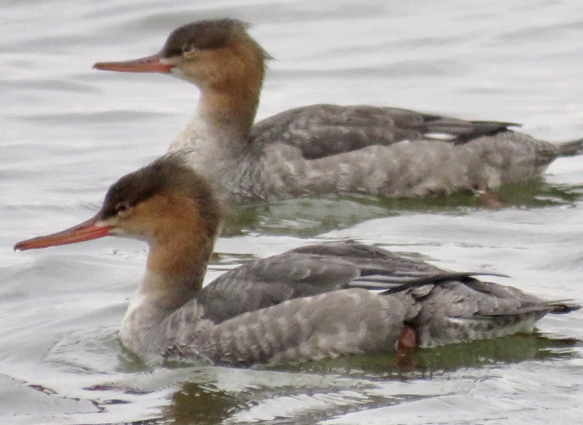 Red-breasted Merganser - ML74969631