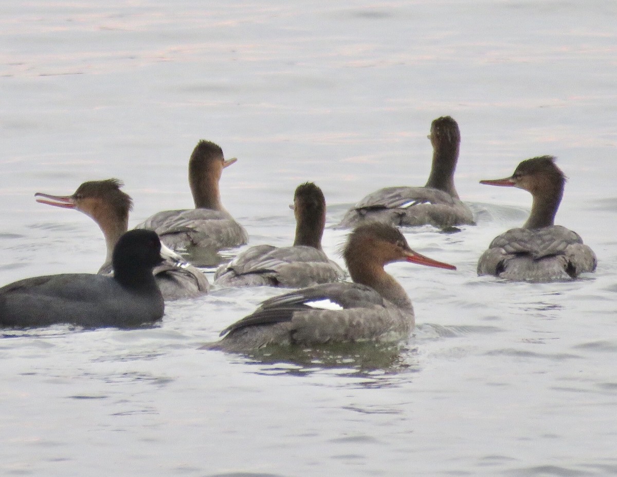 Red-breasted Merganser - ML74969641