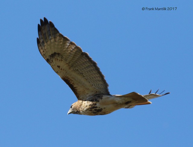 Red-tailed Hawk - ML74972291