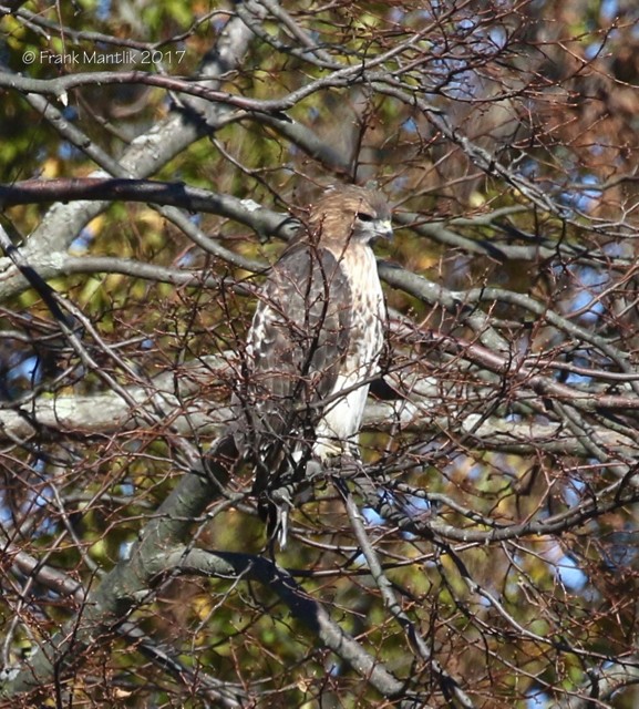 Red-tailed Hawk - ML74972301