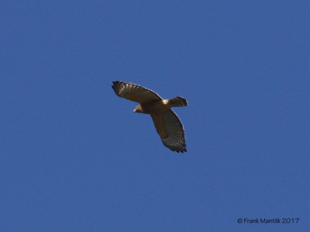 Red-shouldered Hawk - ML74972331