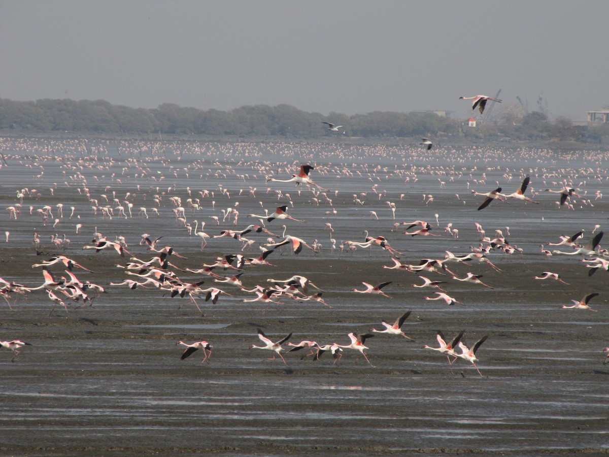 Greater Flamingo - Khushboo .