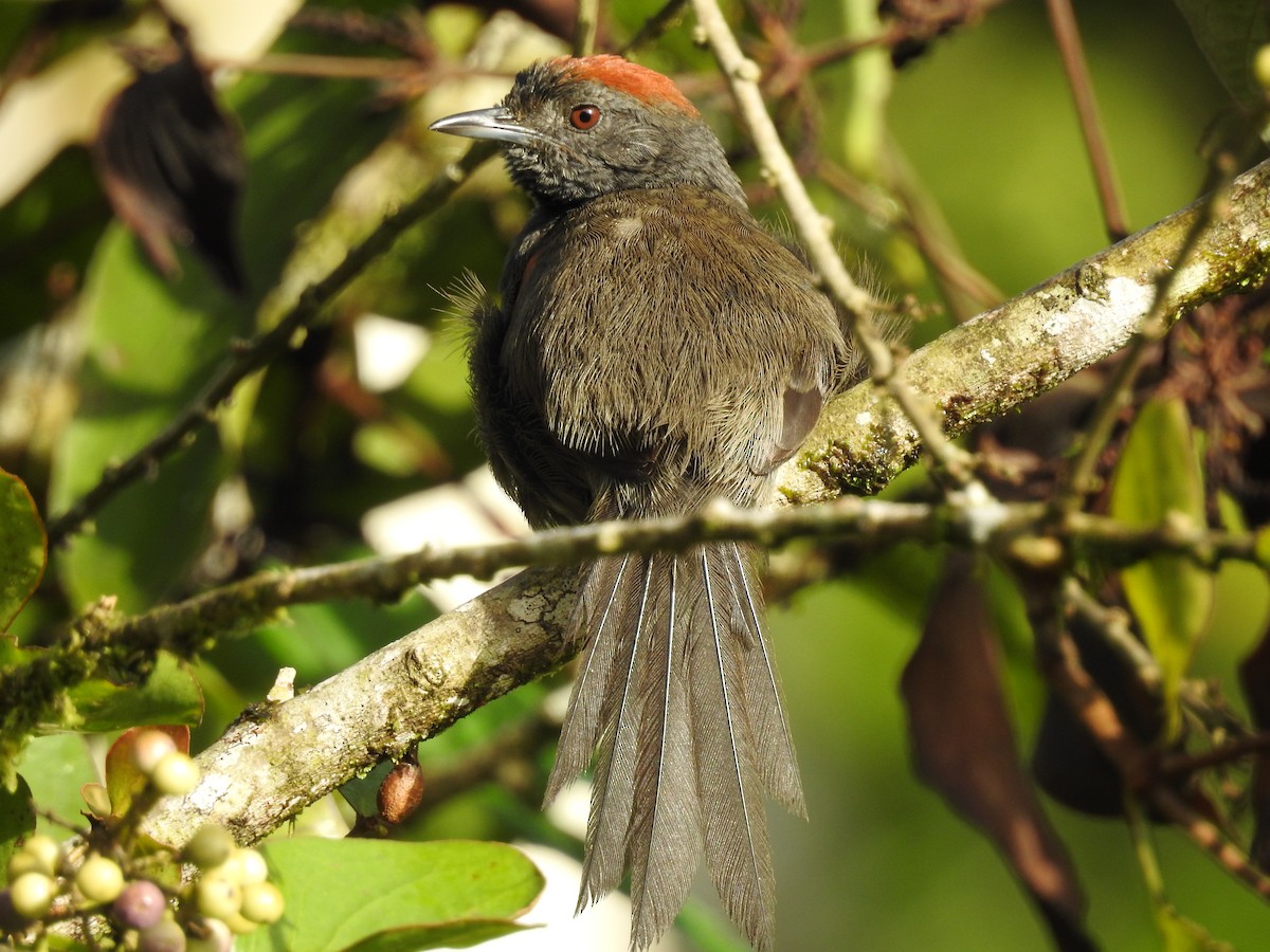 Slaty Spinetail - ML74974071