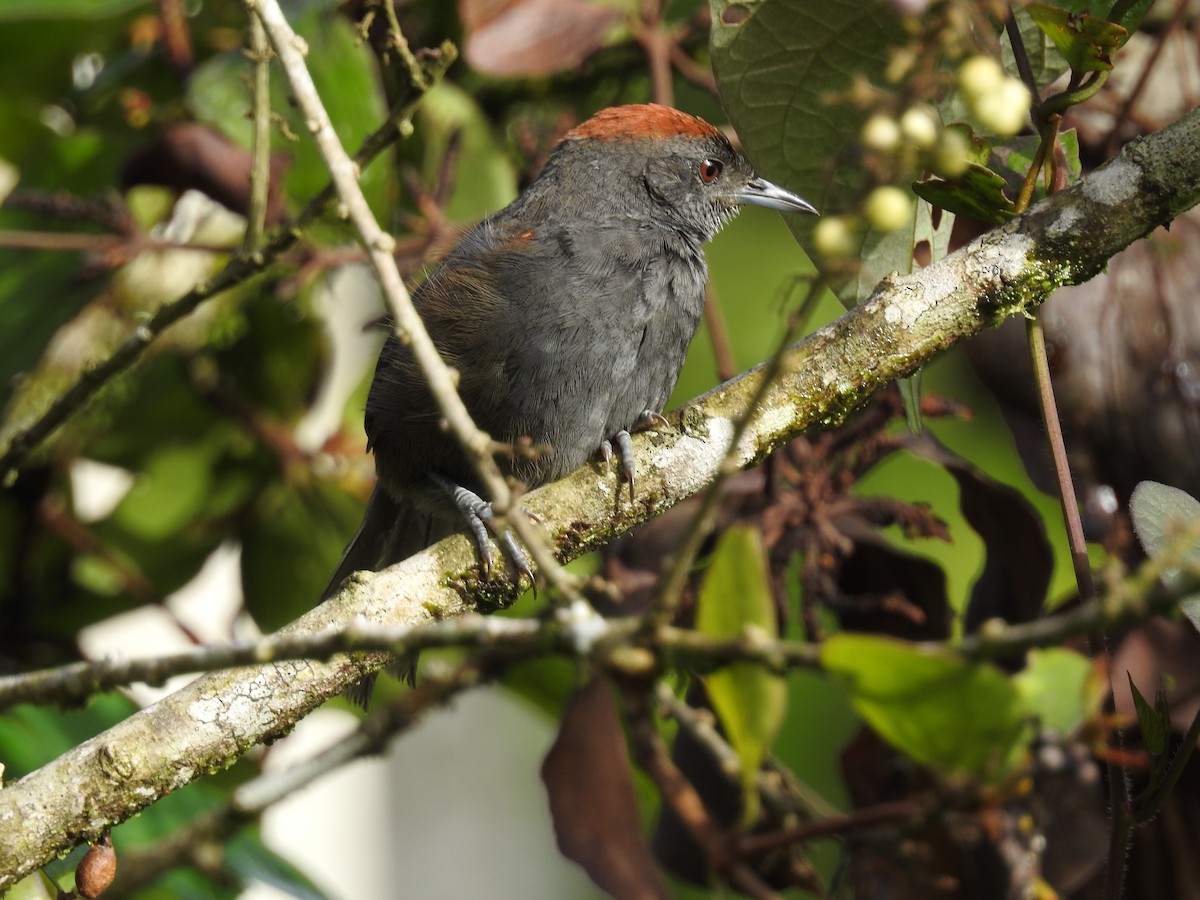 Slaty Spinetail - John and Milena Beer