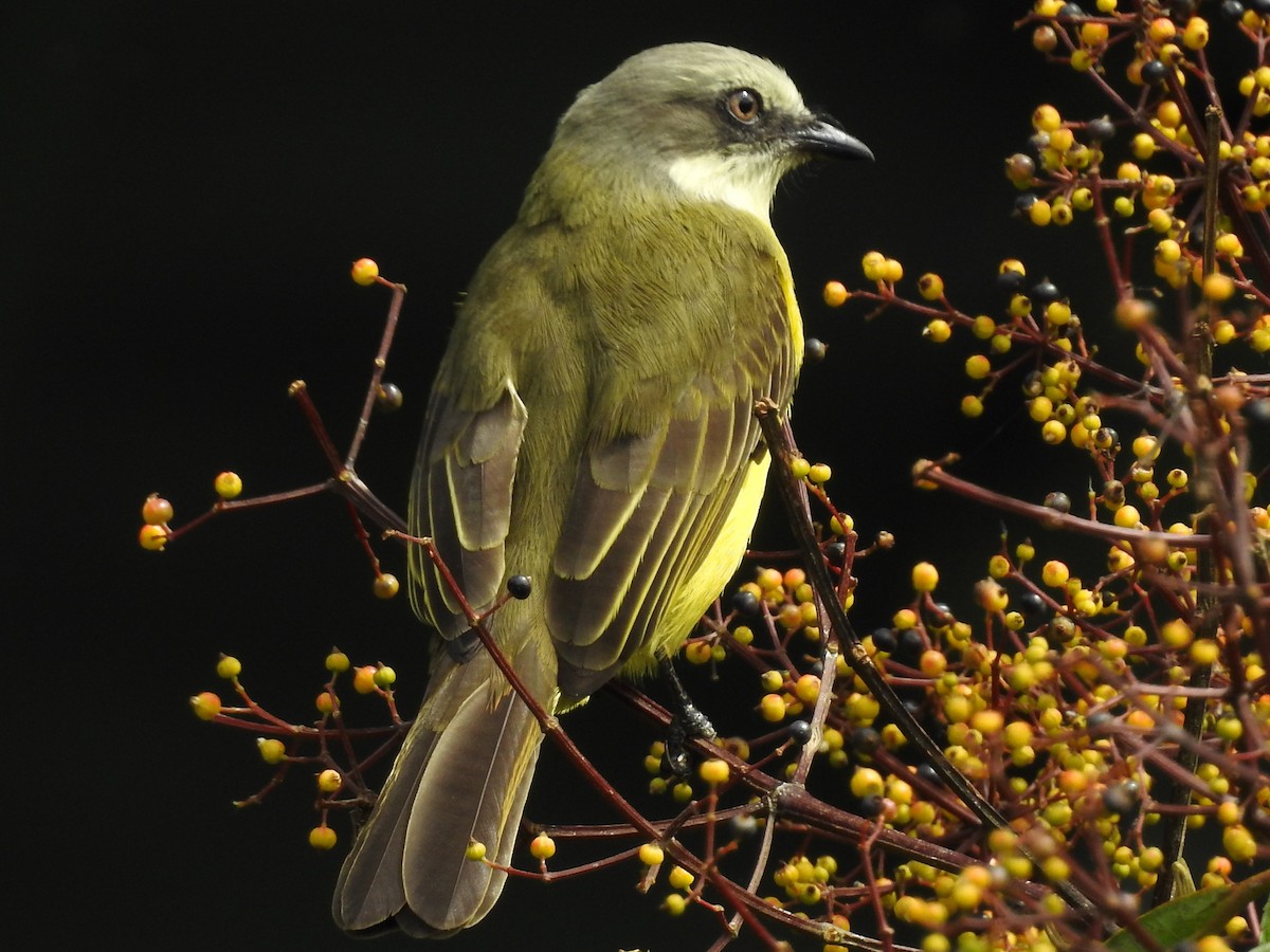 Gray-capped Flycatcher - ML74974331