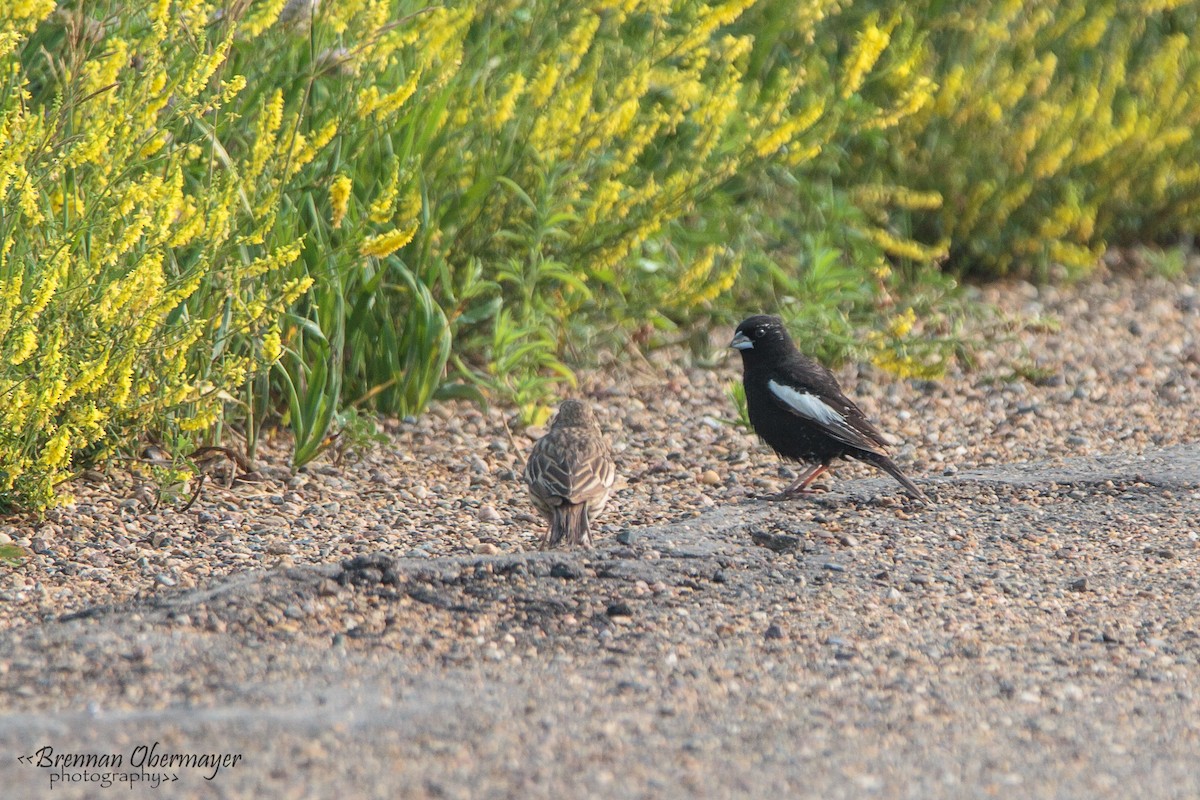 Lark Bunting - ML74974701