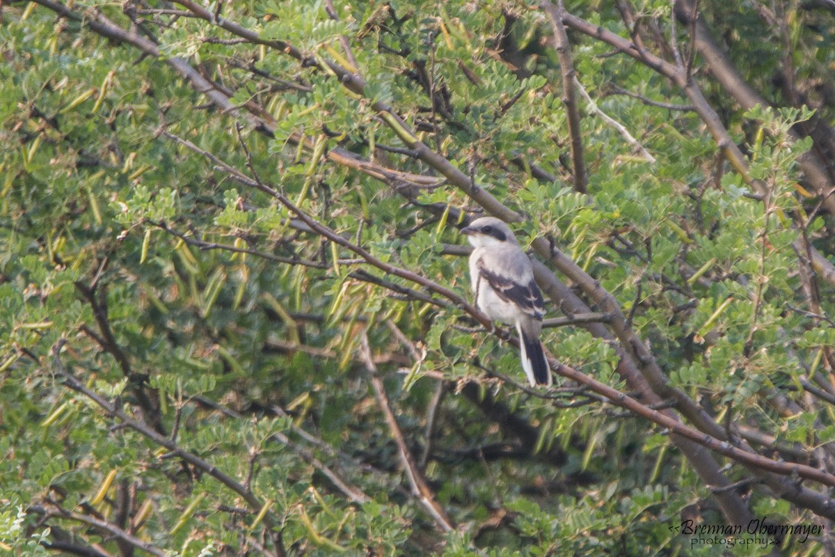 Loggerhead Shrike - ML74974761