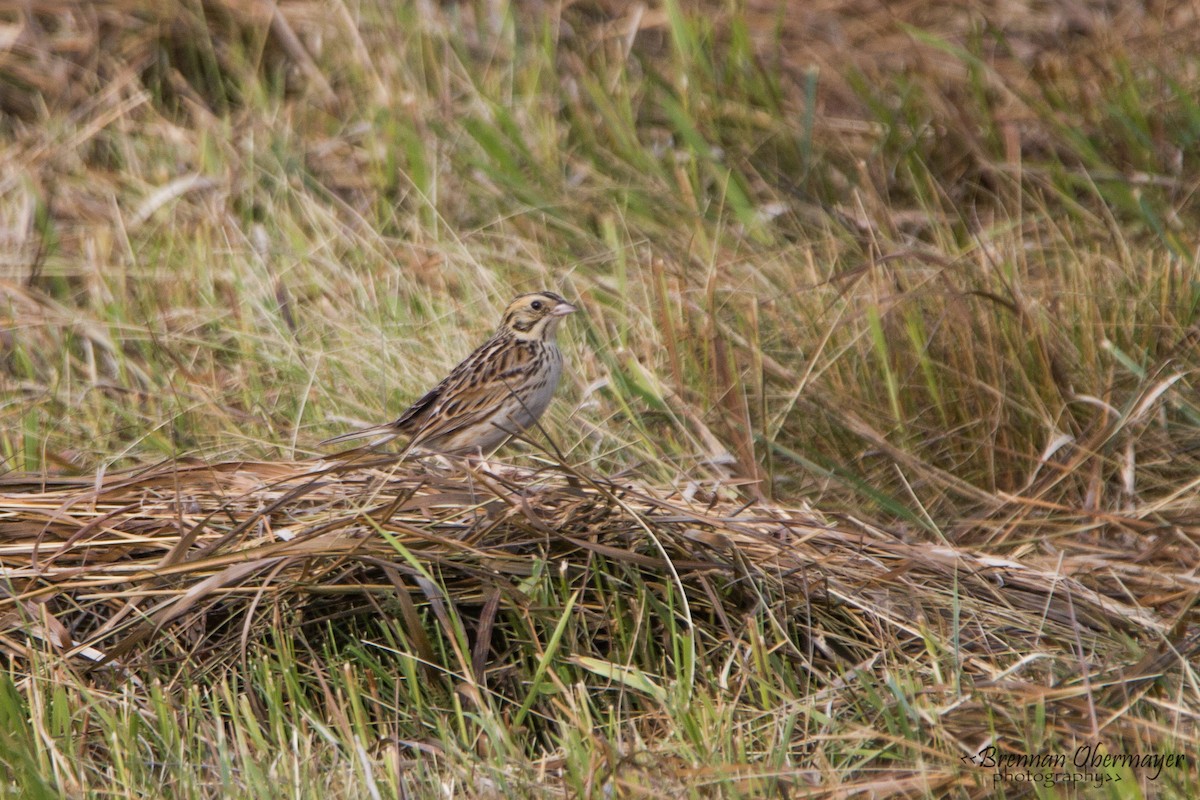 Baird's Sparrow - ML74975031