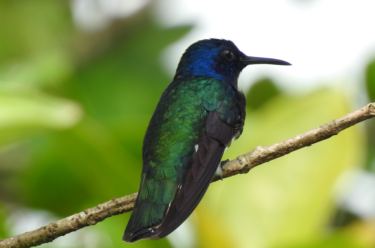 White-necked Jacobin - John and Milena Beer