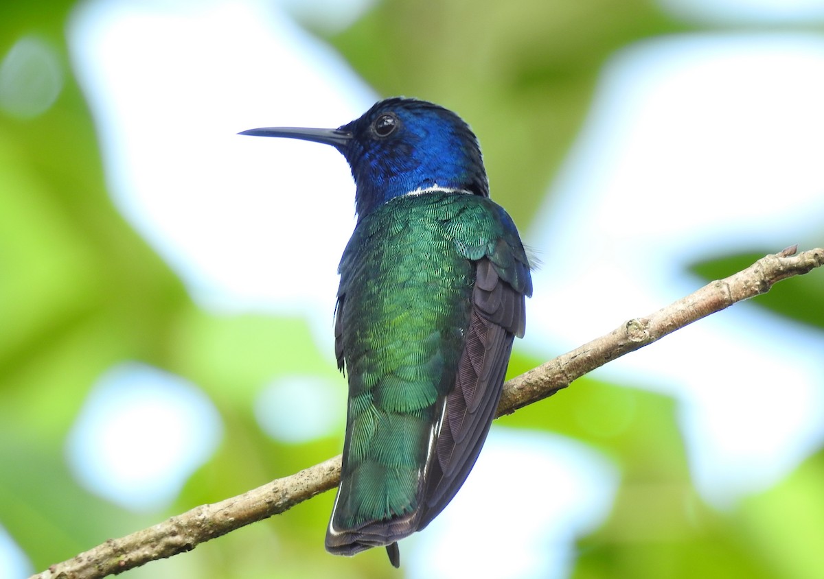 White-necked Jacobin - John and Milena Beer