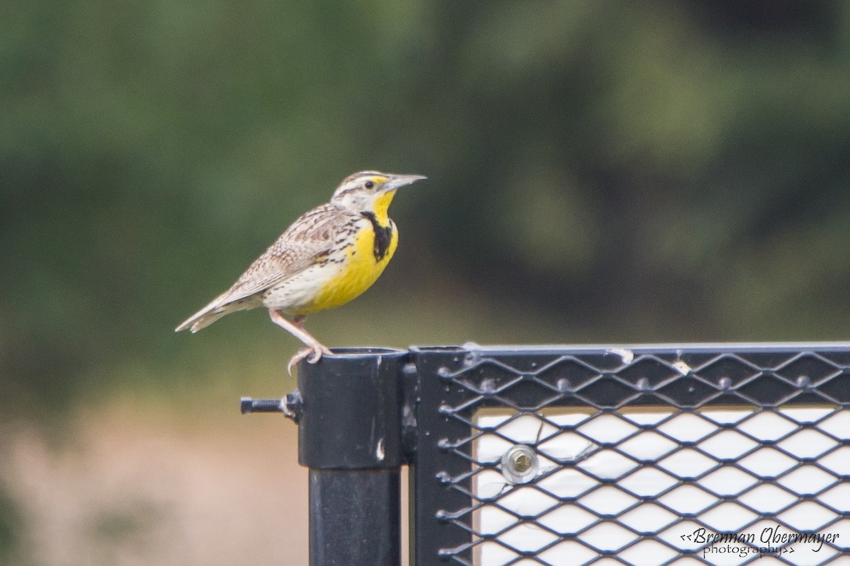 Western Meadowlark - ML74975161