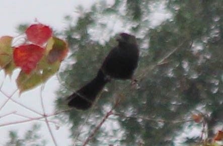 Smooth-billed Ani - ML74977151