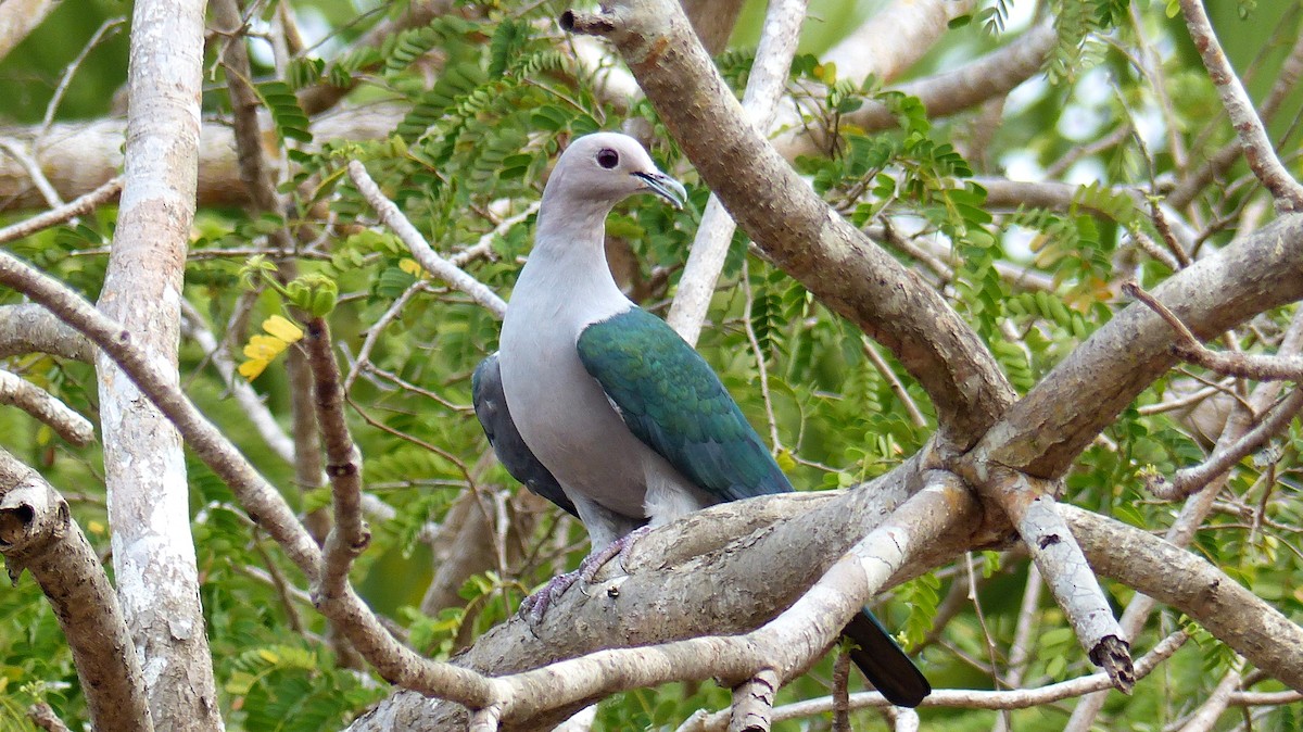 Green Imperial-Pigeon - Henriette de Vries