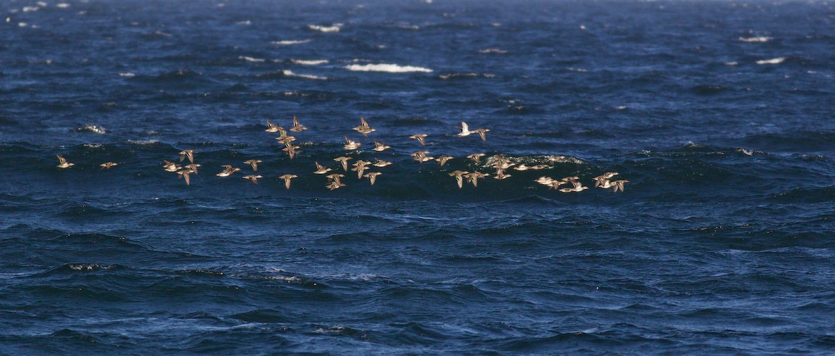 Green-winged Teal - ML74980631