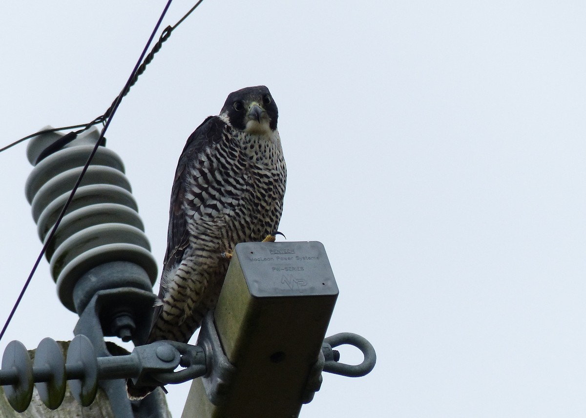 Peregrine Falcon - ML74985561